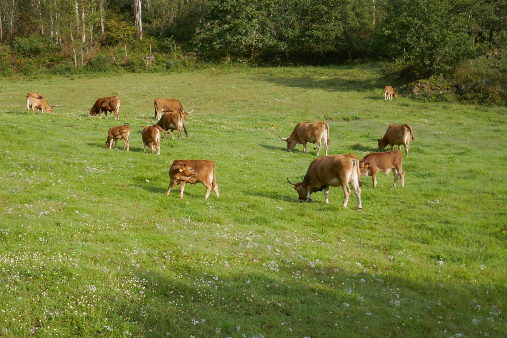 Pasšniki