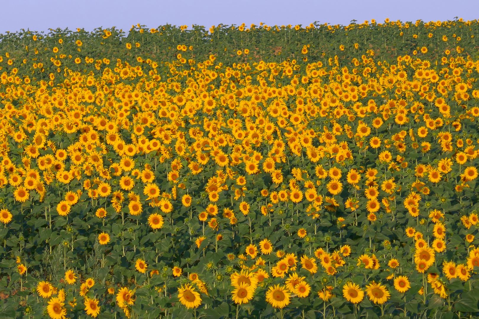 Polje sončnic